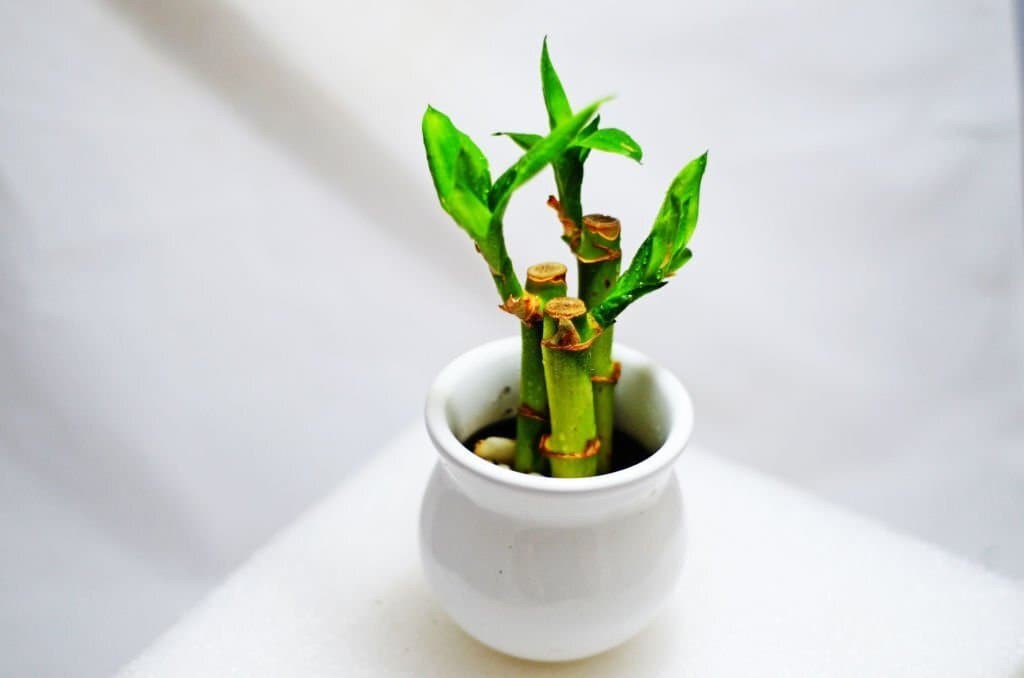 Dracaena Sanderiana a.k.a. Lucky Bamboo