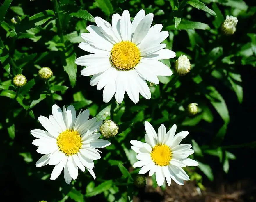 Daisies