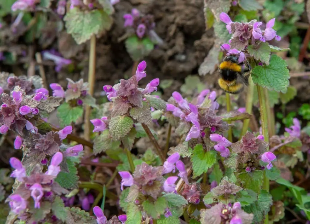 Purple Dead Nettle (Lamium purpureum).