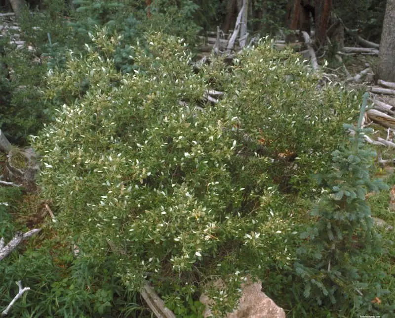 Scouler’s Willow (Salix Scouleriana)