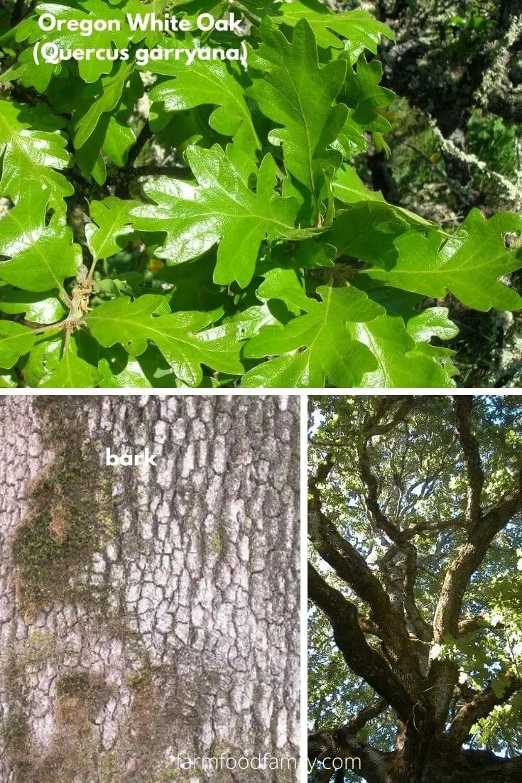 Oregon White Oak (Quercus garryana)