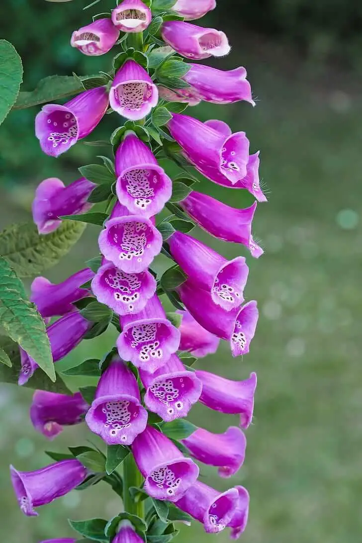 The Foxglove Choices