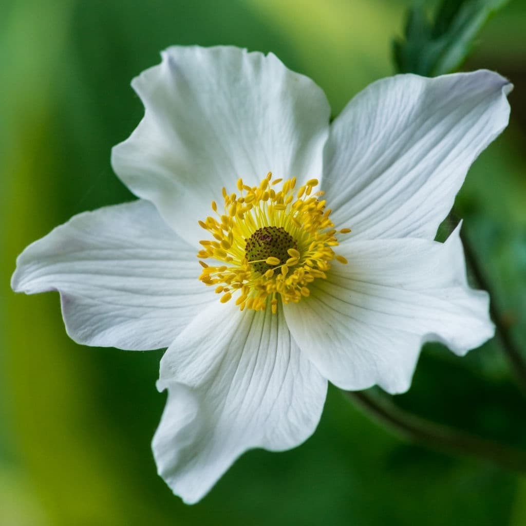 Anemone ‘Wild Swan’ (Japanese Anemone)