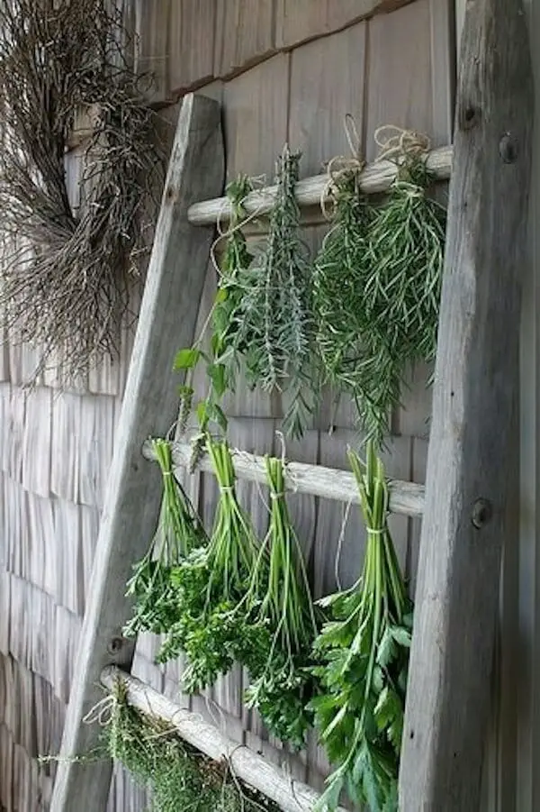 Old Ladder for Herb Drying.