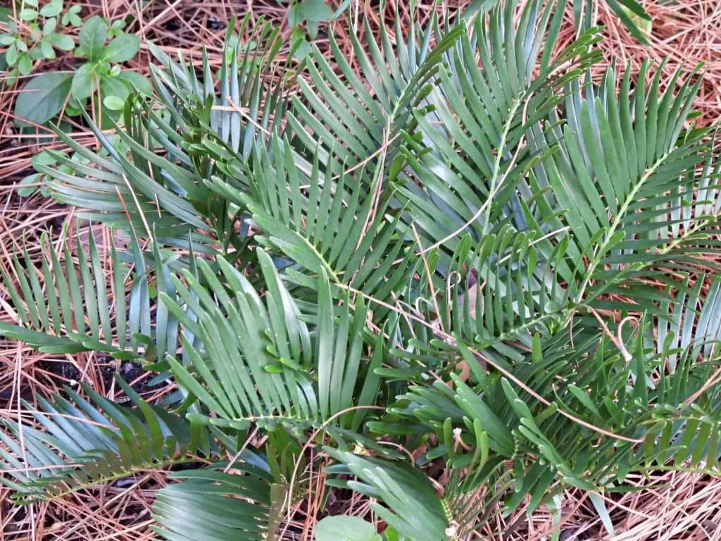 Coontie Palm (Zamia floridana).