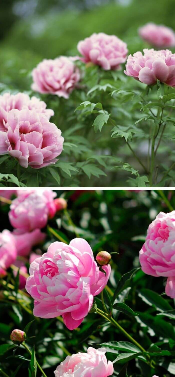 Peonies