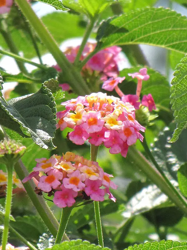 Cultivars of Lantana