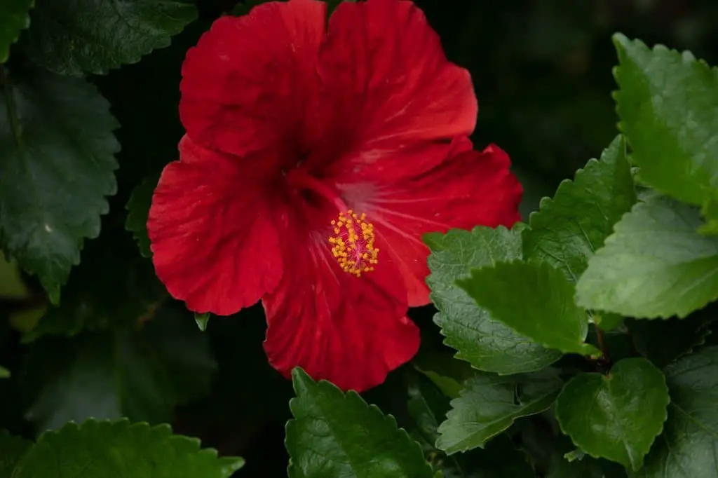 Hibiscus rosa-sinensis ‘Brilliant’ (Chinese Hibiscus ‘Brilliant’)