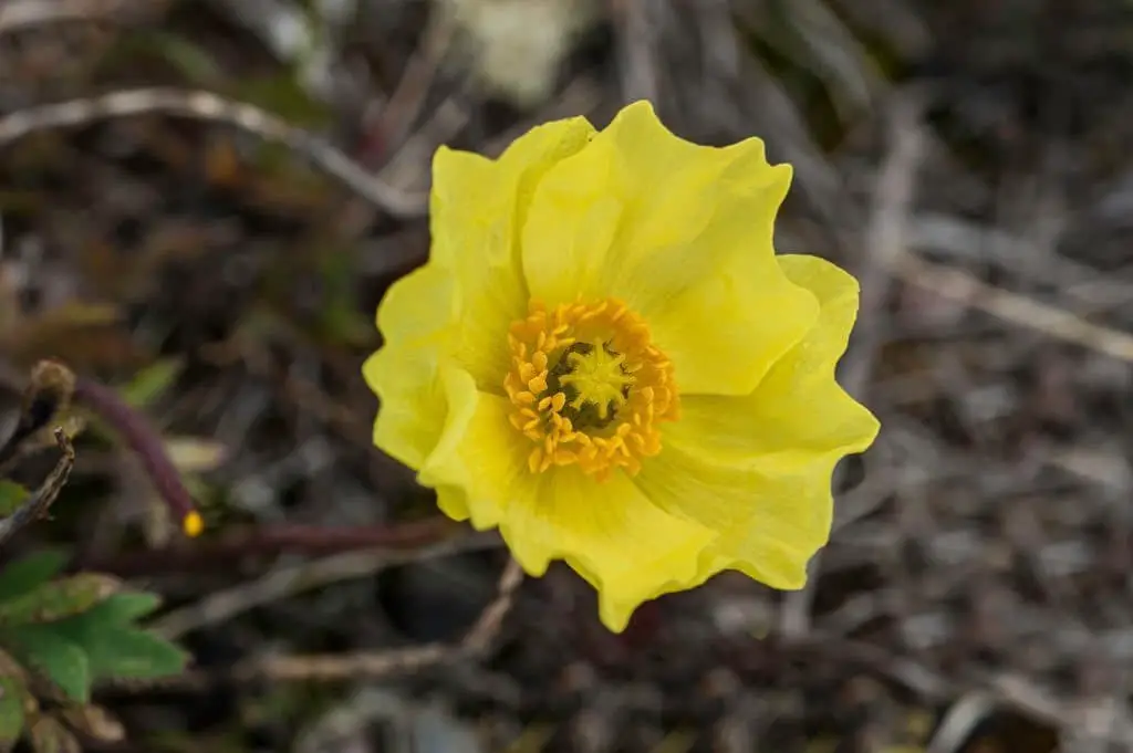 Arctic poppy (Papaver radicatum).