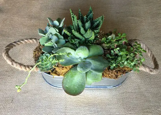 Succulent Dish Garden