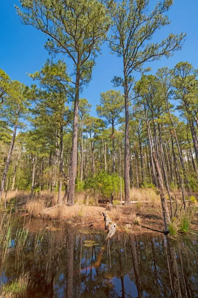 Loblolly Pine Tree (Pinus taeda).