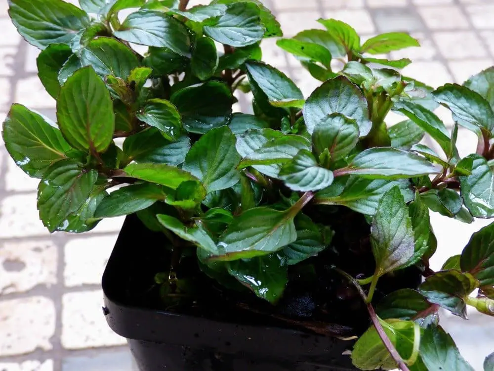 Red Raripila mint (Mentha rubra raripila)