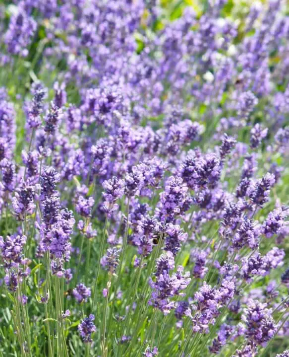 Hidcote (Lavandula angustifolia ‘Hidcote’)