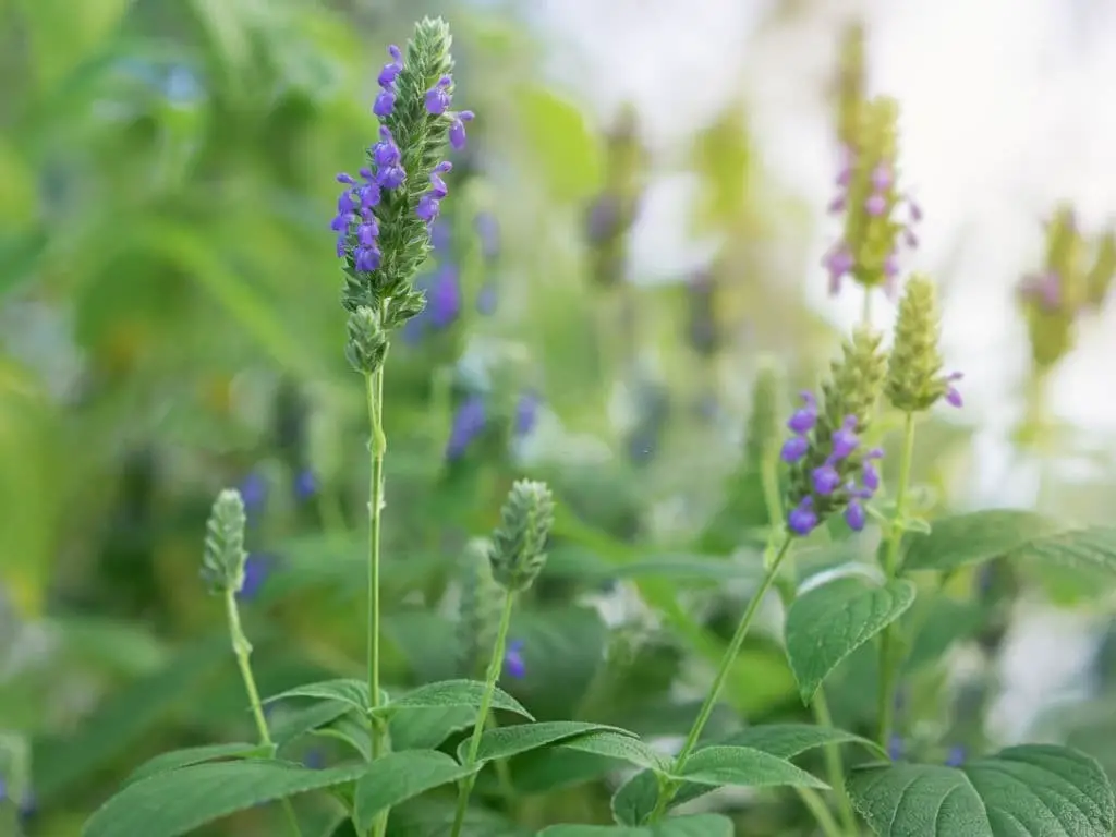 Mexican Chia (Salvia hispanica)