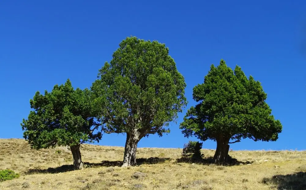 Greek Juniper (Juniperus excelsa)