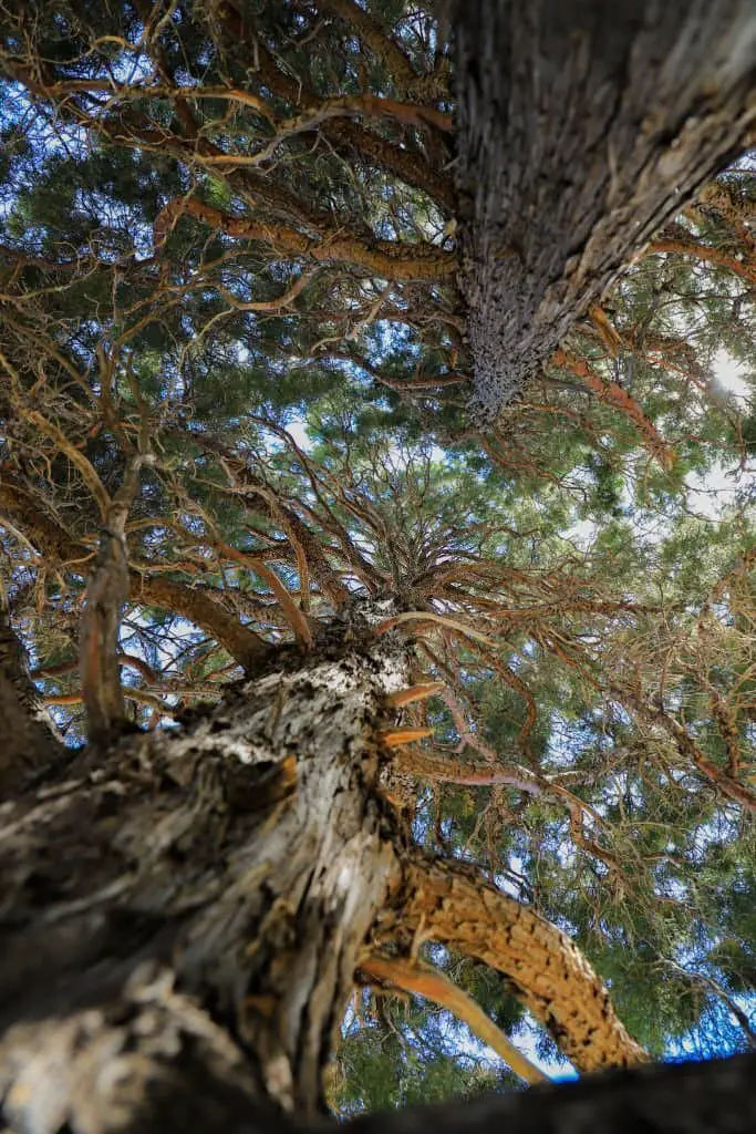 Engelmann Spruce (Picea engelmannii).