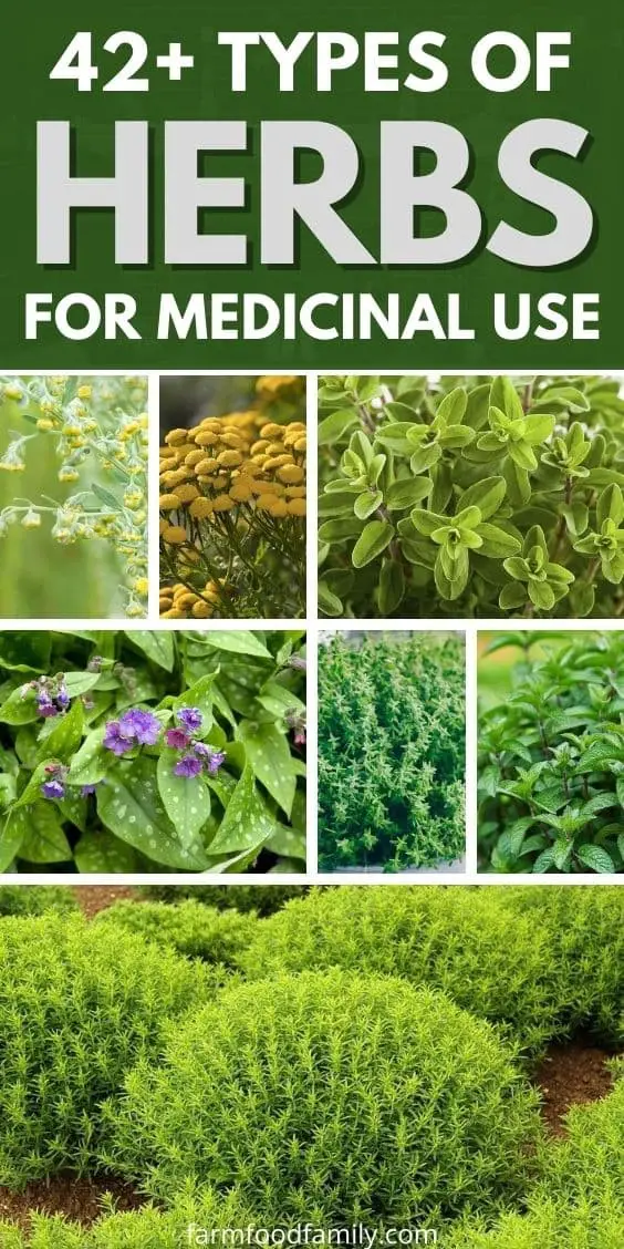 42+ Different Types Of Herbs To Grow In Your Garden For Medicinal Use (Photos)