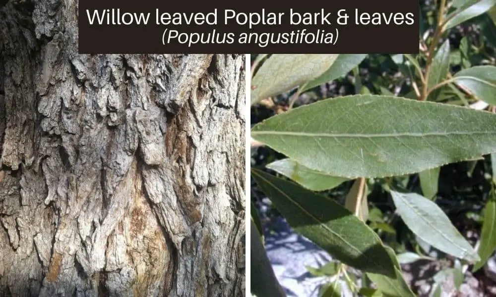 Willow leaved Poplar (Populus angustifolia, narrowleaf cottonwood)