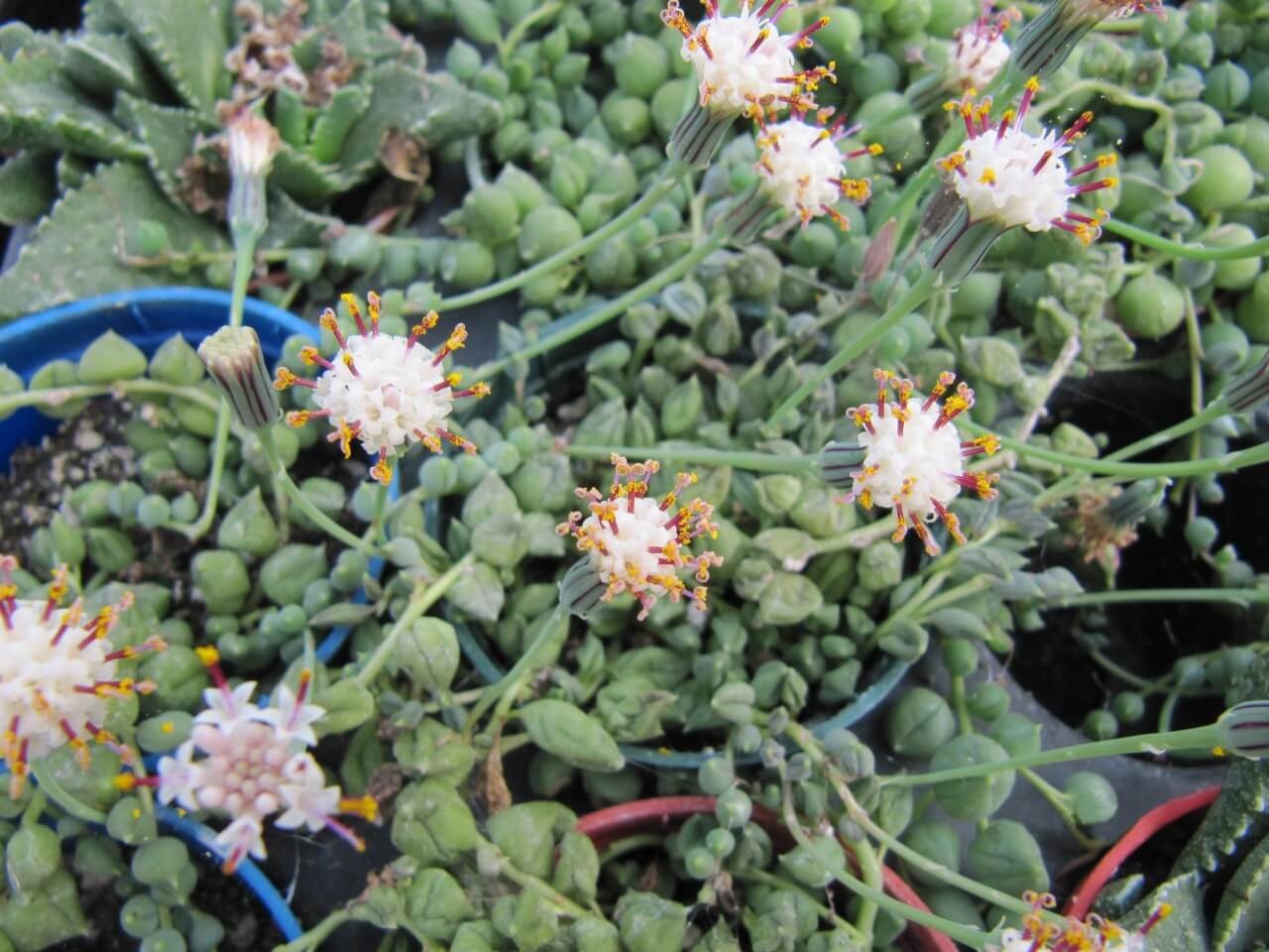 String of Pearls (Curio rowleyanus)