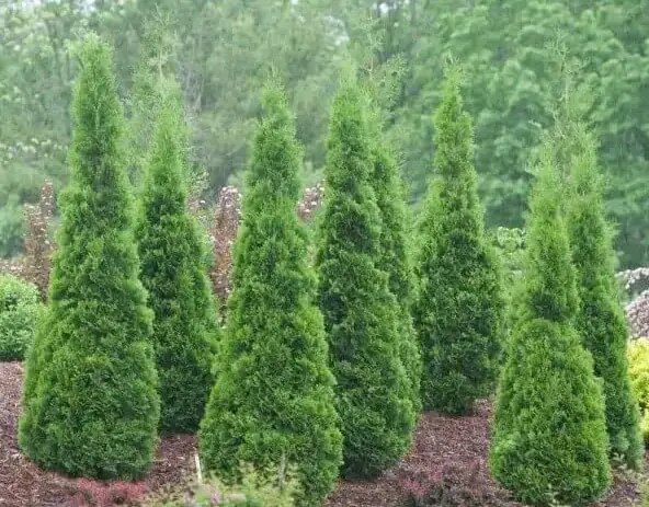 ‘North Pole’ Arborvitae (Thuja occidentalis ‘North Pole’)