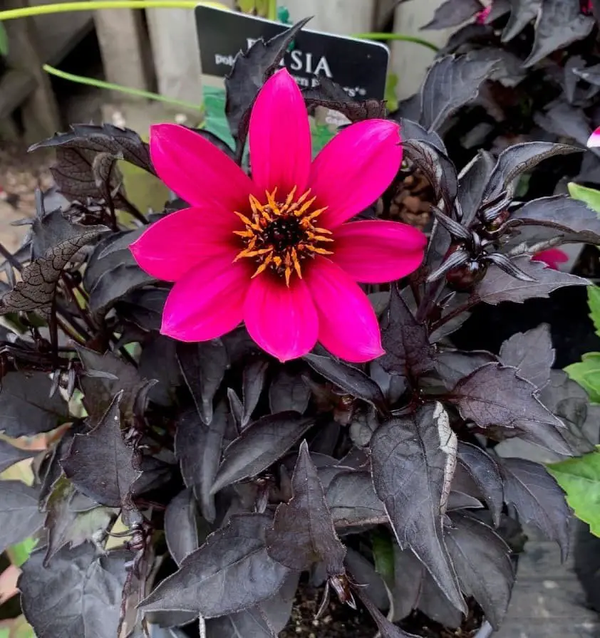 Dahlia ‘Happy Days Purple’.