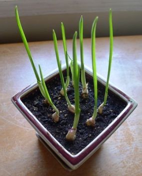 #3. Growing Garlic Greens in a Can