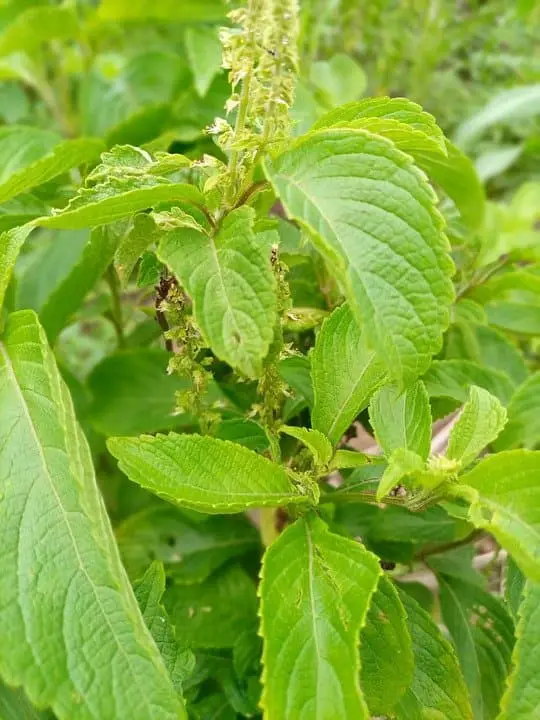 Clove basil