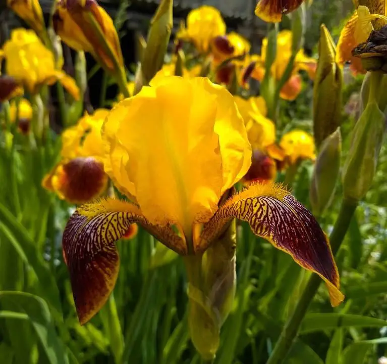 Irises