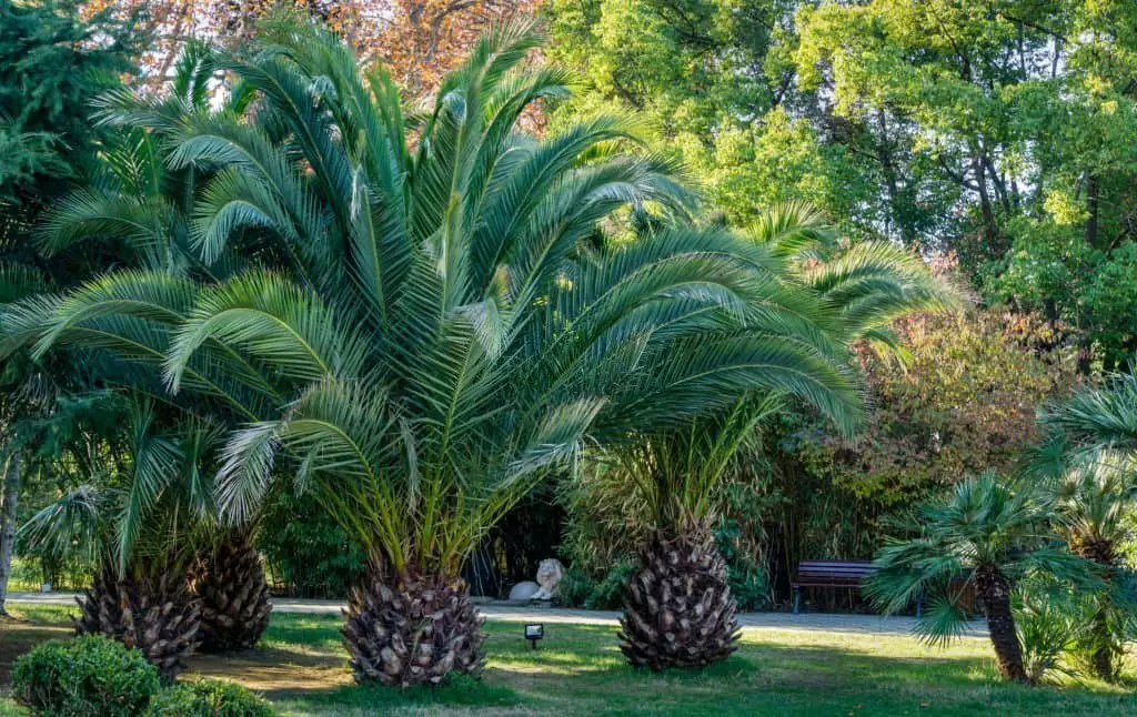 Pineapple Palms (Phoenix canariensis).