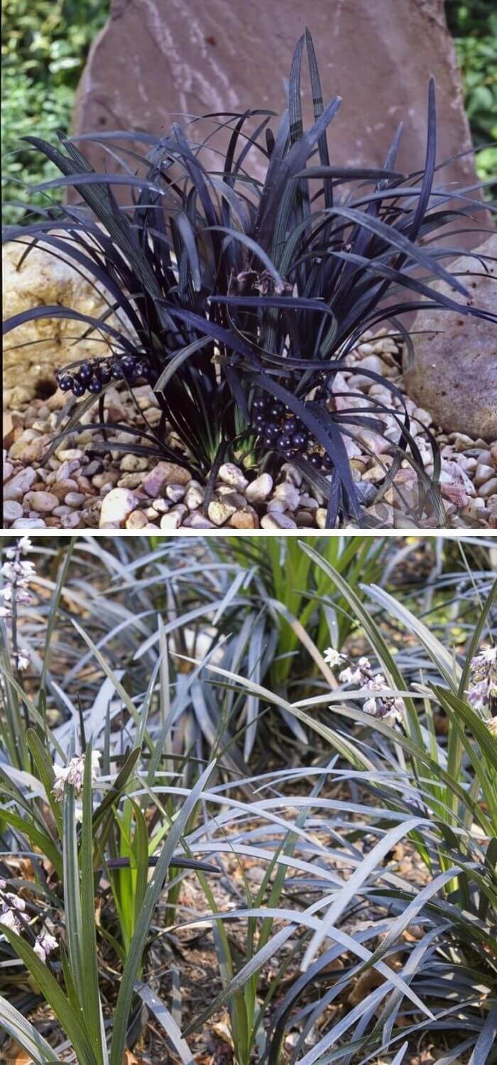 Black Mondo Grass (Ophiopogon planiscapus)