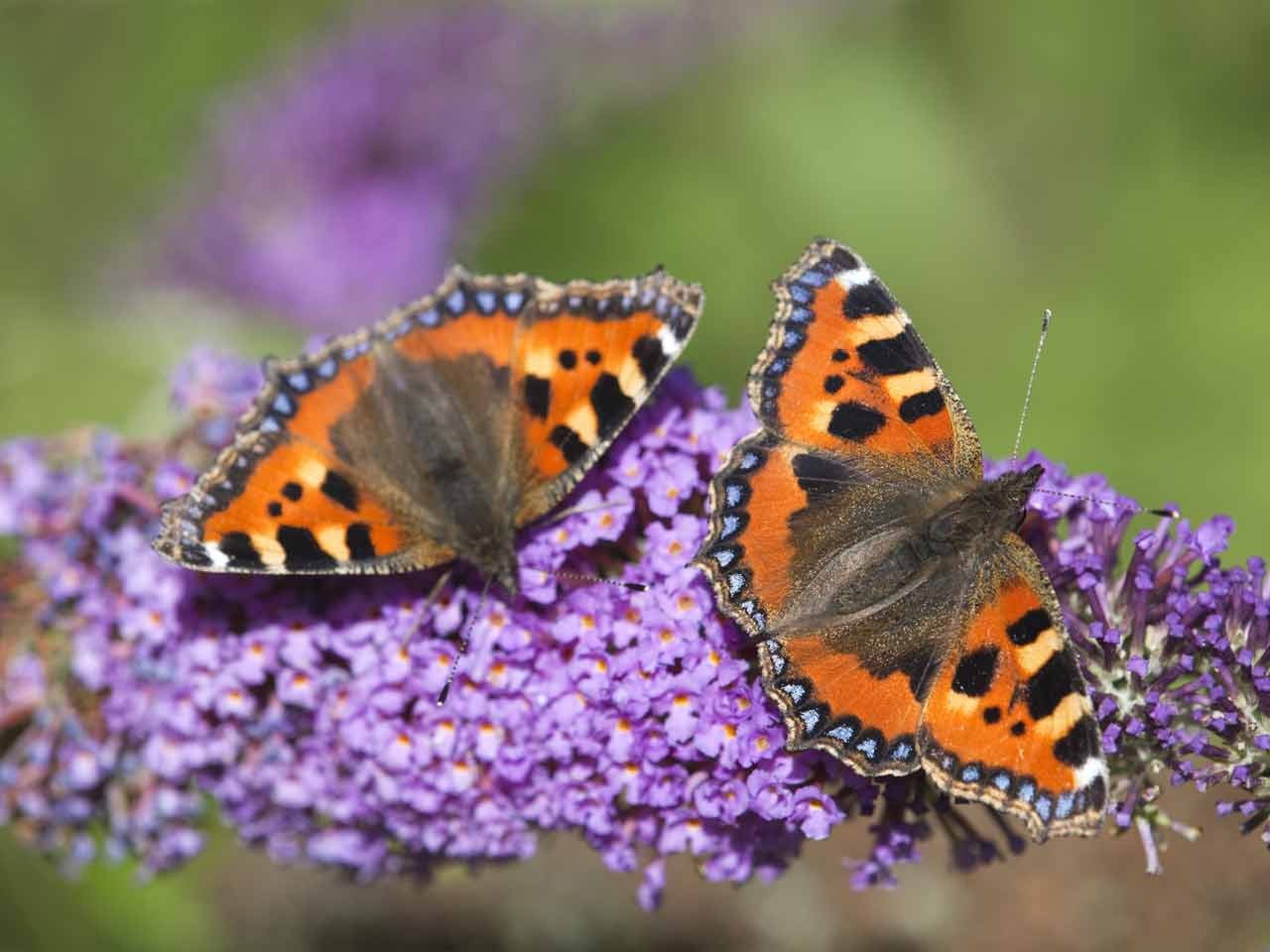 SMALL TORTOISESHELL