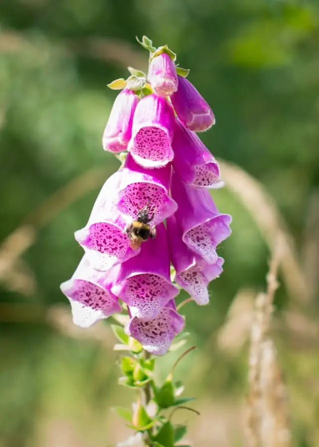 Foxglove