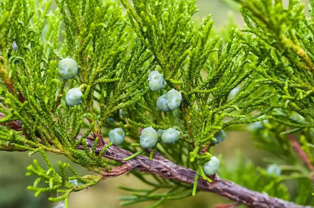 Western Juniper (Juniperus occidentalis)