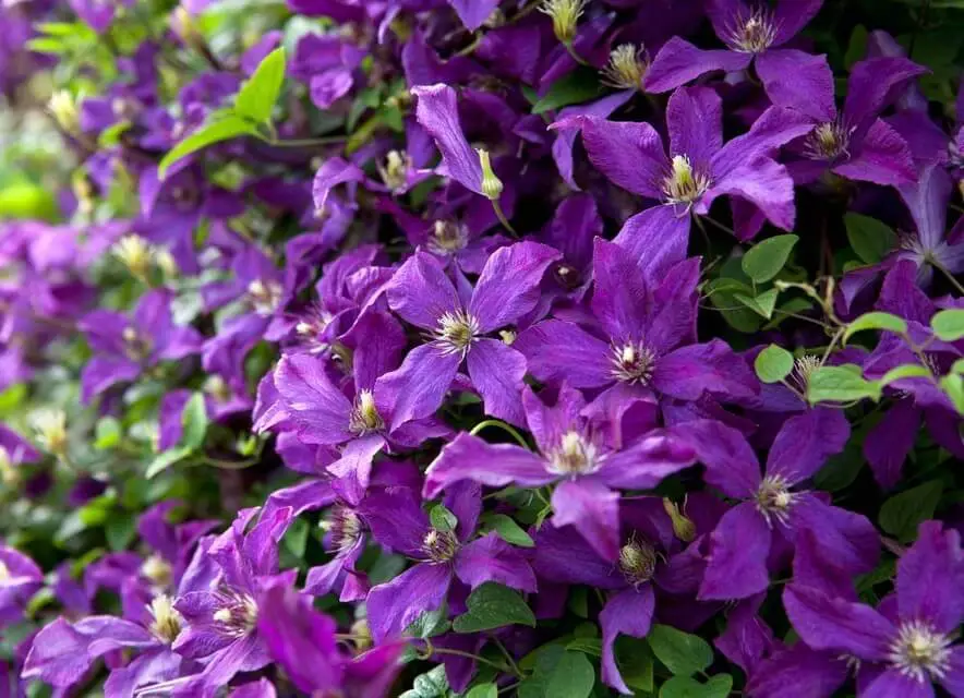 Autumn Flowering Clematis