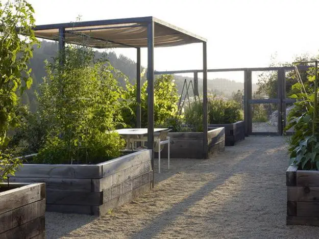 Lettuce in raised beds with hoops