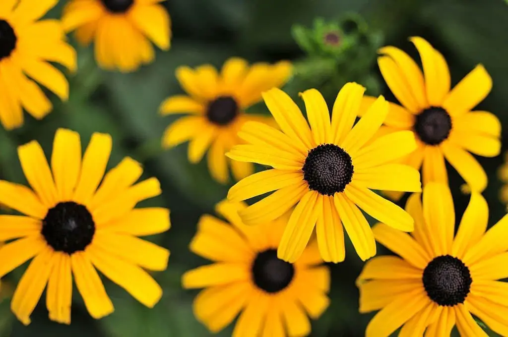 Black-Eyed Susans (Rudbeckia hirta).