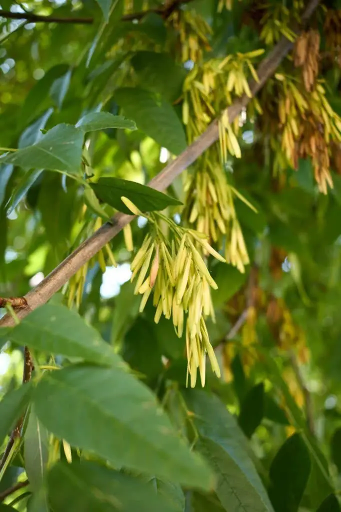 Green Ash (Fraxinum pennsylvanica).