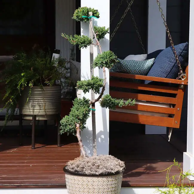 Green Mound Juniper Topiary (Juniperus procumbens ‘Green Mound’)