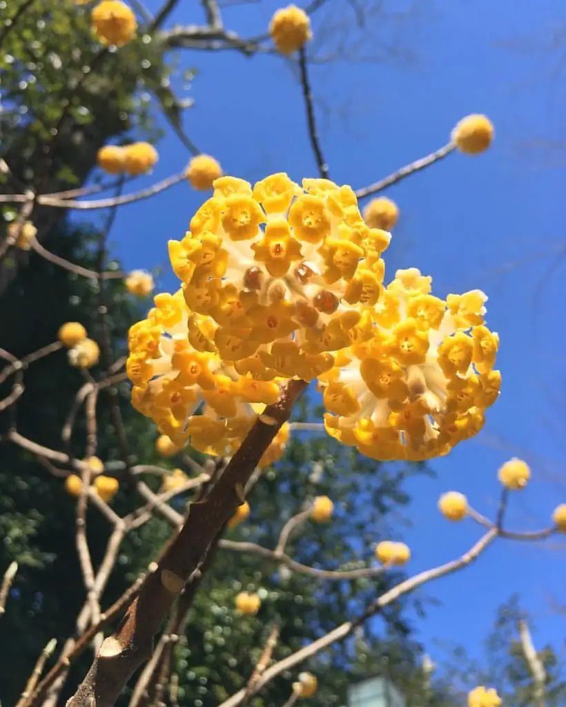 Paperbush Plant (Edgeworthia Chrysantha)