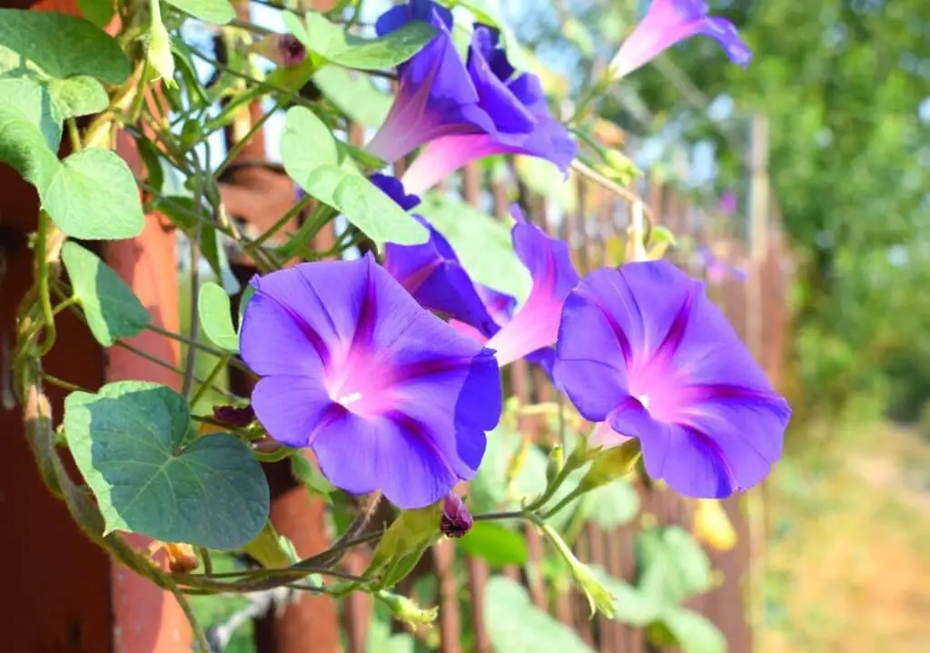 Morning Glory (Ipomoea indica).