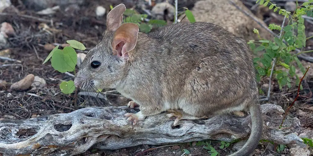 Pack Rat (woodrat)