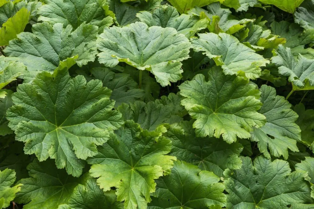 Indian Rhubarb (Darmera peltata).