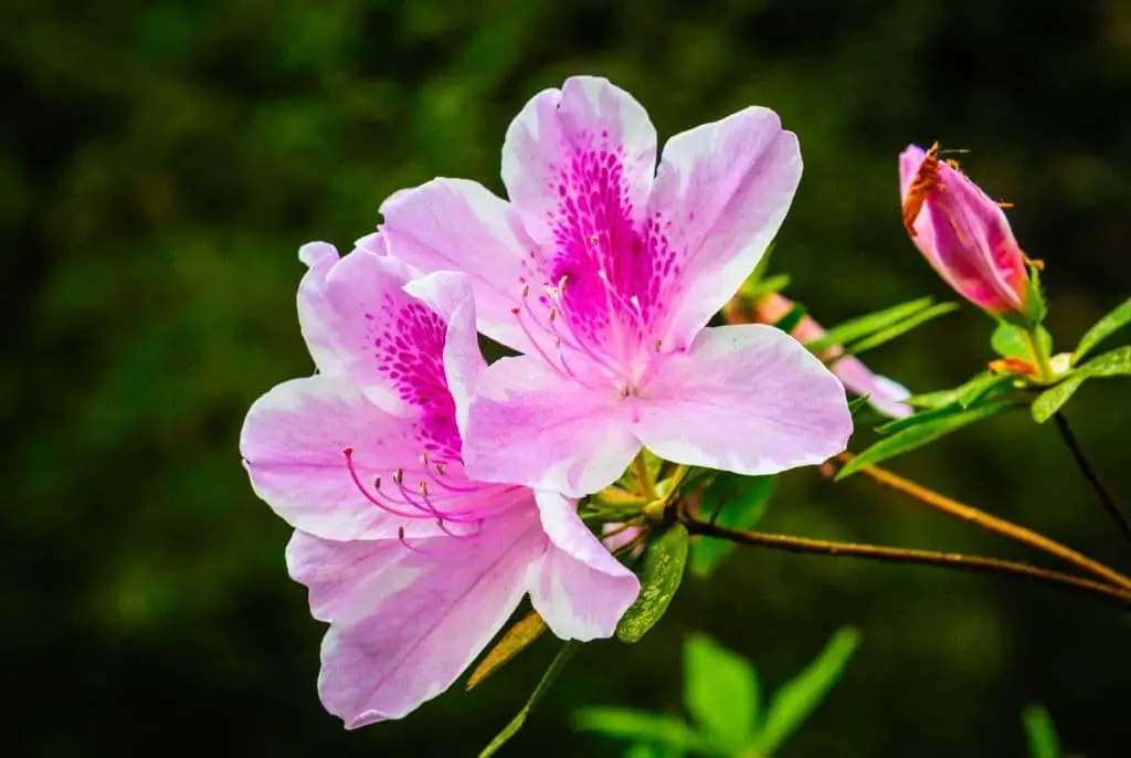 Azaleas