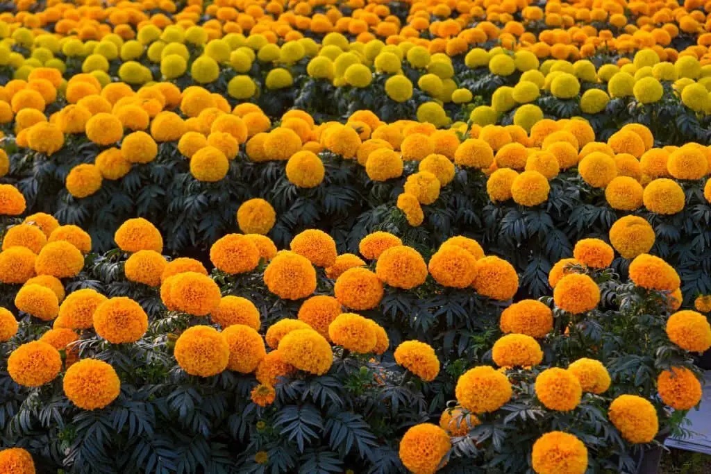 Mexican Marigold.