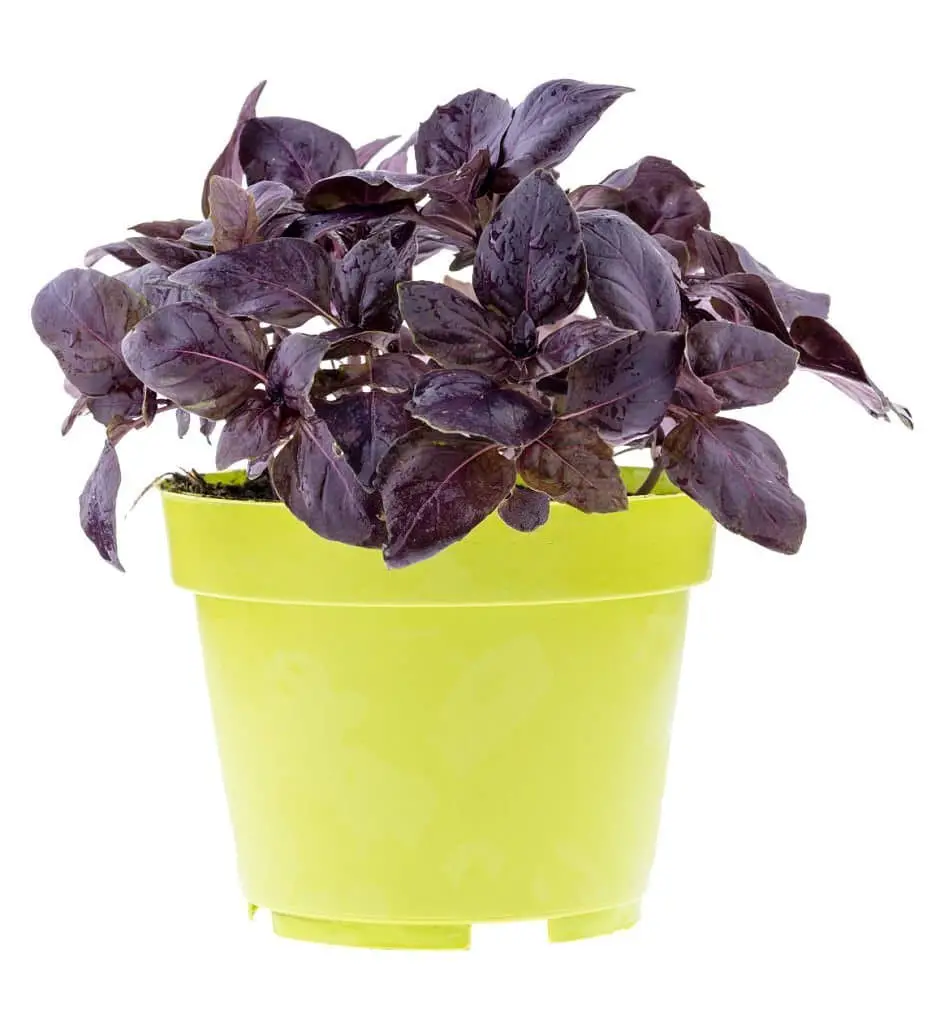 ‘Red Rubin’ Basil.