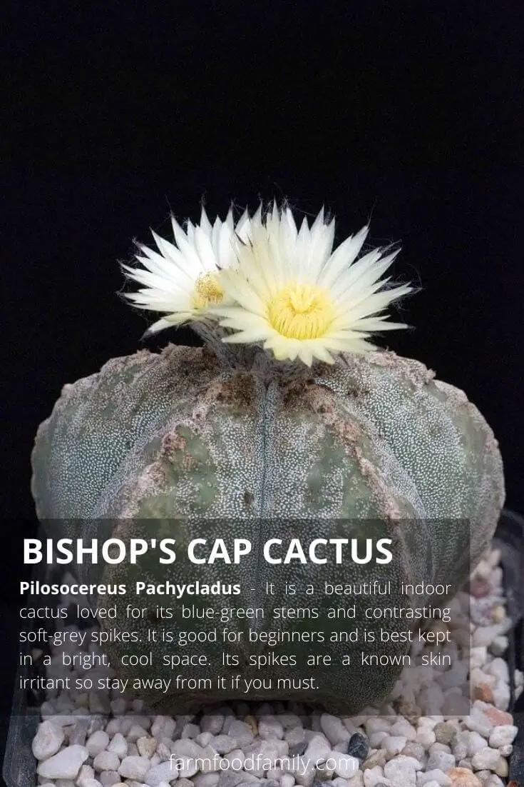 Bishop’s cap cactus (Astrophytum myriostigma)