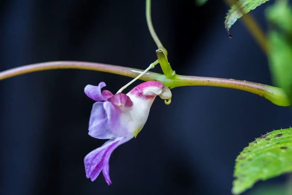 Parrot Flower (Impatiens psittacina).