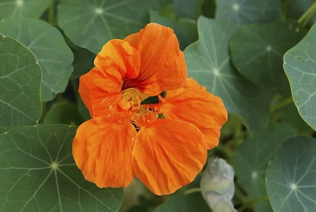 Orange Nasturtium (Tropaeolum)