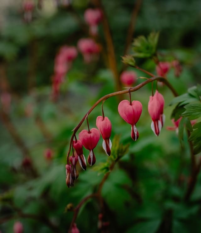 Bleeding Heart