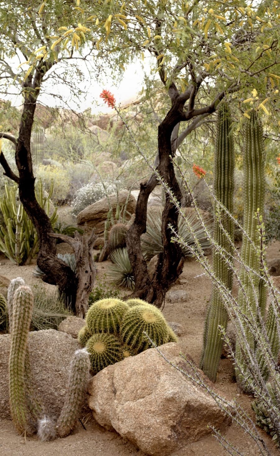 Cacti and succulents